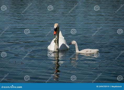 Family Swan with Mother and Babies Swimming in the Water Stock Image - Image of cygnus, parent ...