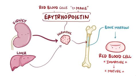 Erythropoietin Pathway