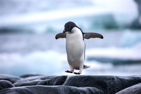 Want to Avoid Slipping on Ice? Walk Like a Penguin