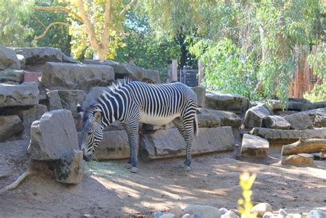 sacramento-zoo – Law Offices of Shanie N. Bradley