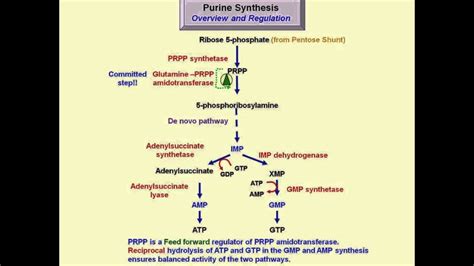 Nucleotide Metabolism Nucleic Acid Synthesis