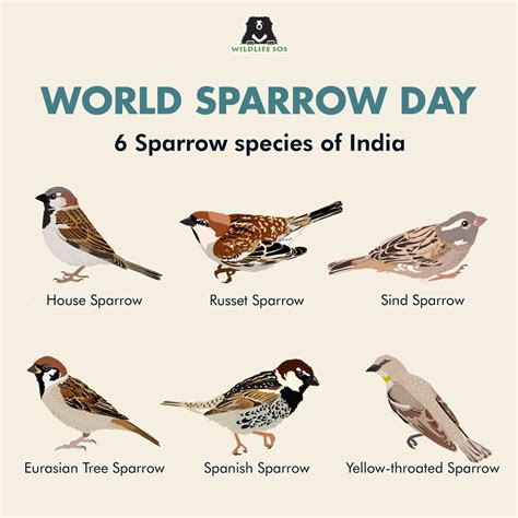 House Sparrow, The Ultimate Urban Dweller - Wildlife SOS