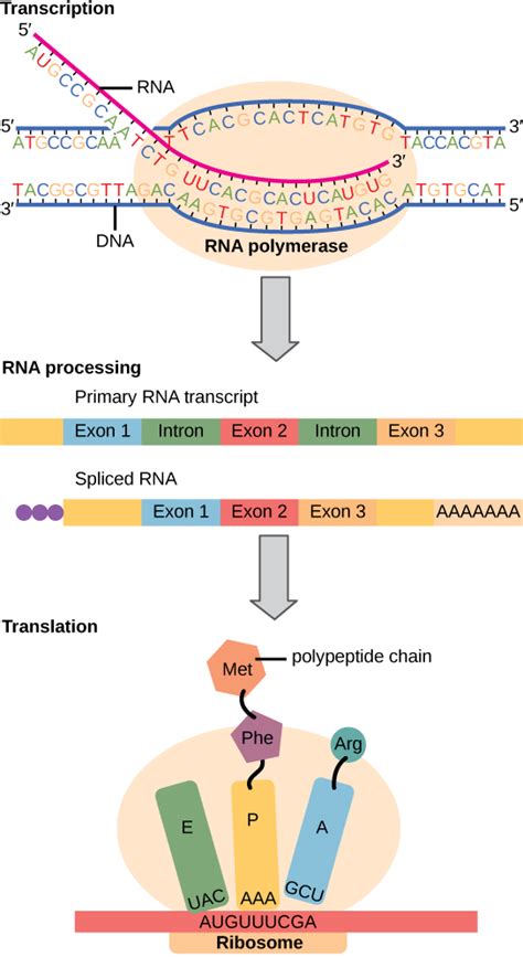 Putting It Together: DNA Transcription and Translation | Biology (Early Release)