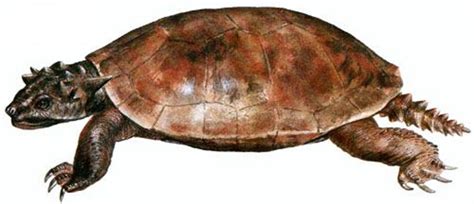 Art illustration - Reptile - Meiolania: is an extinct genus of turtle belonging to the suborder ...