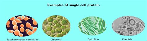 What is a single- cell protein? Mention the uses of single- cell protein.