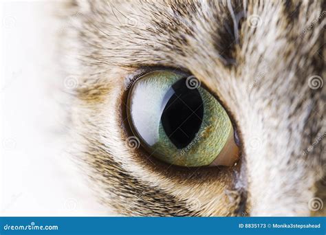 Cat s eye stock image. Image of pupilla, makro, closeup - 8835173