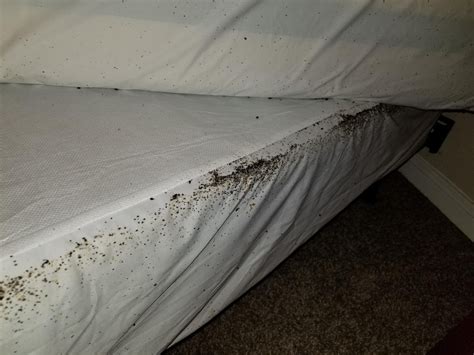 Awful Bed Bug Infestation. : r/oddlyterrifying