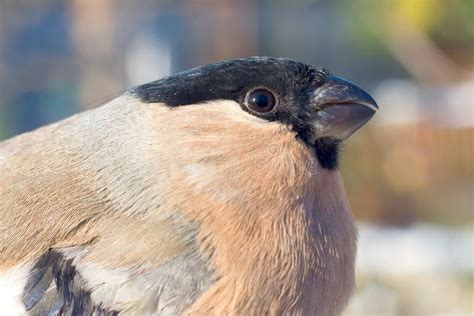 Eurasian Bullfinch, Female / Pyrrhula Pyrrhula Stock Photo - Image of finch, feathers: 17579144