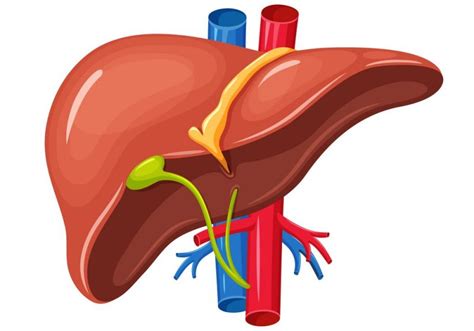 Liver Clipart | Free download on ClipArtMag