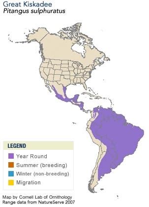 Great Kiskadee, Identification, All About Birds - Cornell Lab of ...