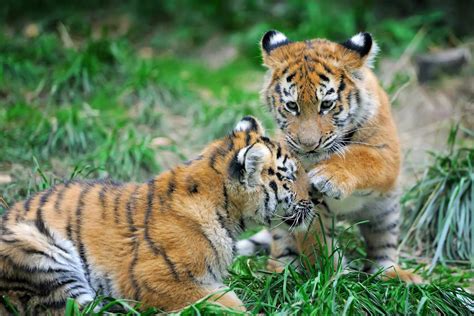 Cleveland Metroparks Zoo Celebrates Debut of 3 Endangered Tiger Cubs