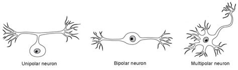 Nervous Tissue | Anatomy and Physiology I