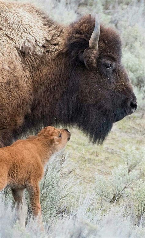 Bison calf & Mom