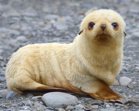 Blondie by Tony Beck / 500px | Seal pup, Fur seal, Cute animals