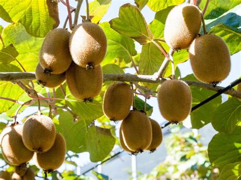 Kiwi Fruit Harvest - When And How To Pick A Kiwi