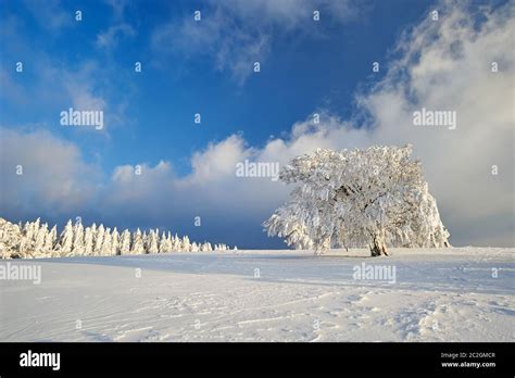 Black Forest in the winter Stock Photo - Alamy