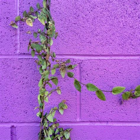 Grape Vine Photo by happymundane on Instagram | Green aesthetic, Violet aesthetic, Flowey the flower