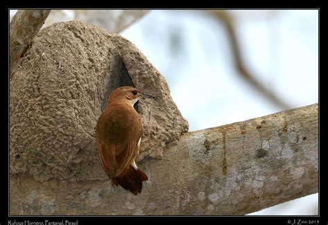 Rufous Hornero at nest, Pantanal, Brazil © Janet Zinn 2015