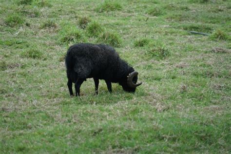 Black Sheep Free Stock Photo - Public Domain Pictures