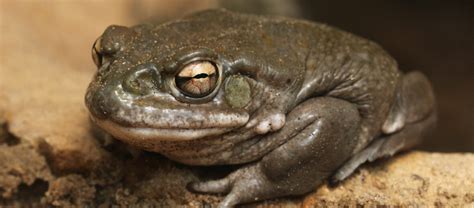 The Sonoran Desert Toad | Critter Science