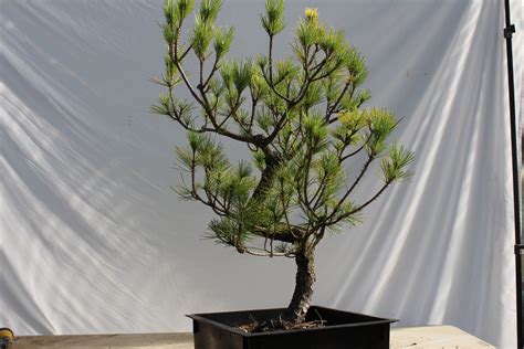 Japanese black pine # 173 — Driftwood Bonsai