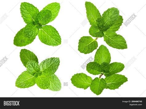 Fresh Mint Leaves Image & Photo (Free Trial) | Bigstock