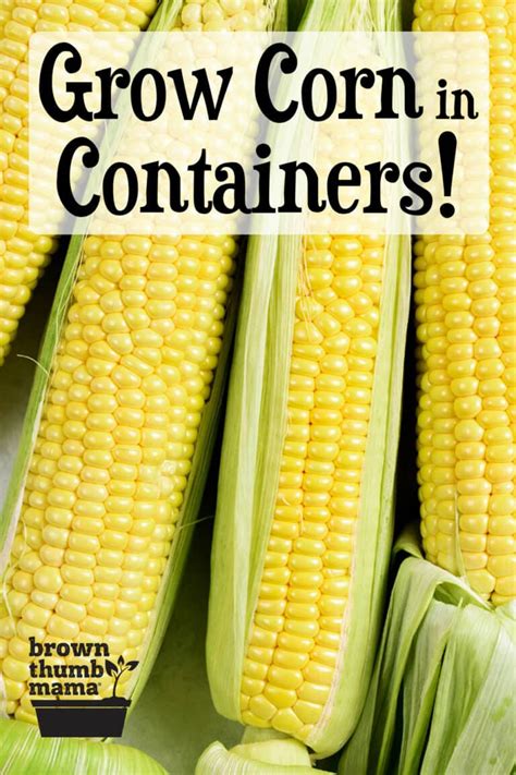 Grow Corn in Containers - Brown Thumb Mama®