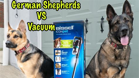 Bissell Icon Pet Vacuum - A Puprofessional Review! - YouTube