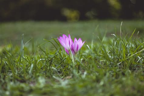 pink crocus flowers - Photo #2413 - motosha | Free Stock Photos