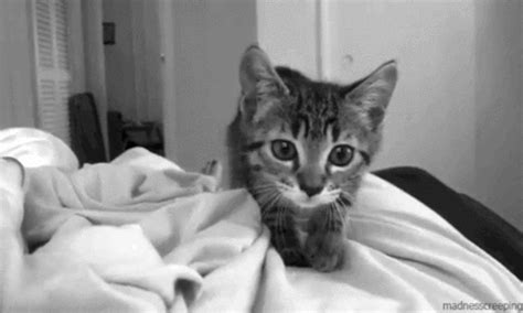 black and white silly kitten gif | WiffleGif