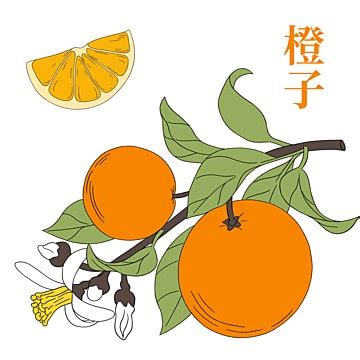 Orange Tree Branch Drawing