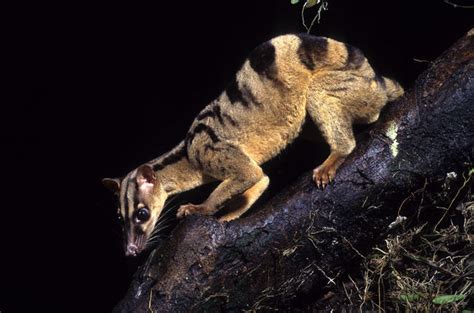 Banded Palm Civet