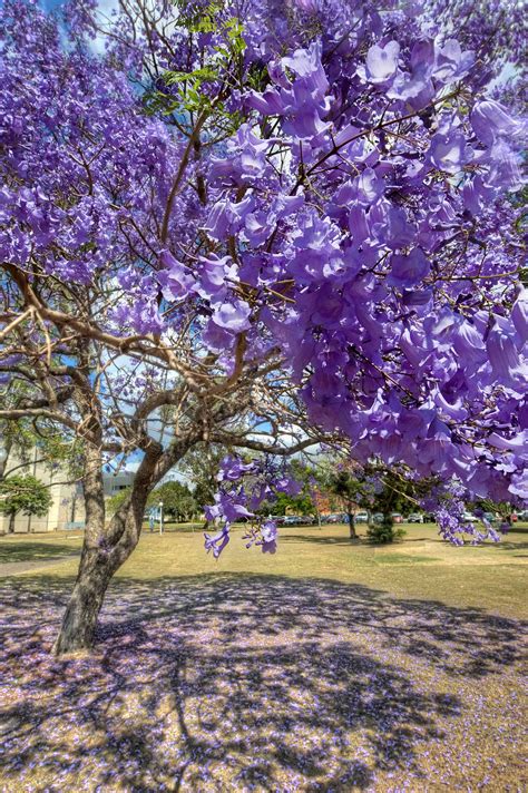 Times are a-changin' for UQ's jacarandas