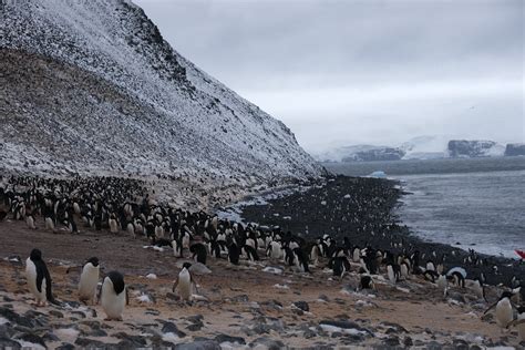 Adélie Penguins - 100,000 Breeding Pairs - Paulet Island -… | Flickr