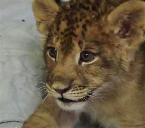 Viral Video of the Day: Lion cub working on his roar - syracuse.com