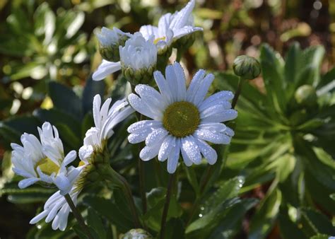 Plant Inventory at 20 Timothy : Nipponanthemum / Montauk Daisy