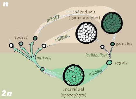 Sexual Reproduction | Boundless Biology