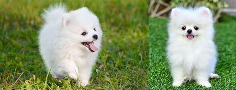 Pomeranian Puppy Price in India | Pomeranian Dog Price - Premium Pet House