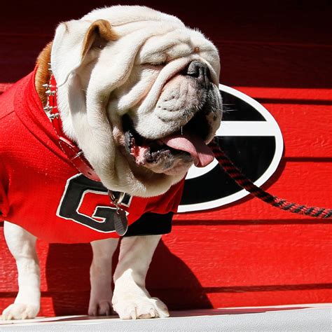 Georgia to Introduce New Mascot Uga X During 2015 Season | Bleacher Report