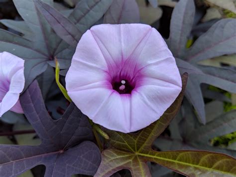 Flowers On Our Sweet Potato Vines