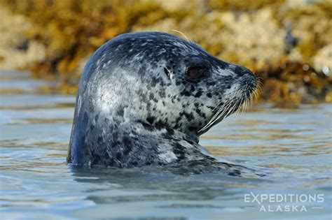 Alaska Harbor Seal Photo, Katmai Coast, Katmai National Park