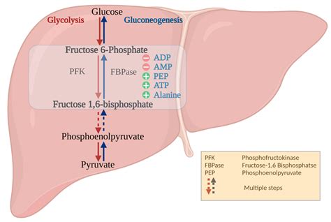 Glycolysis And Gluconeogenesis Comparison