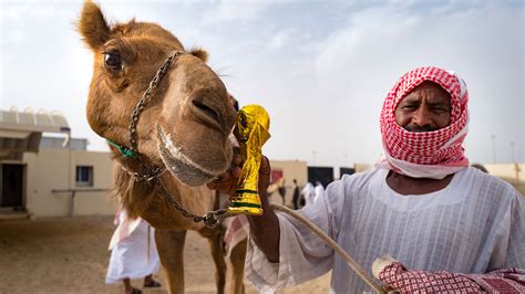 Camel racing in Qatar: A pastime that long predates the World Cup - Sports Illustrated