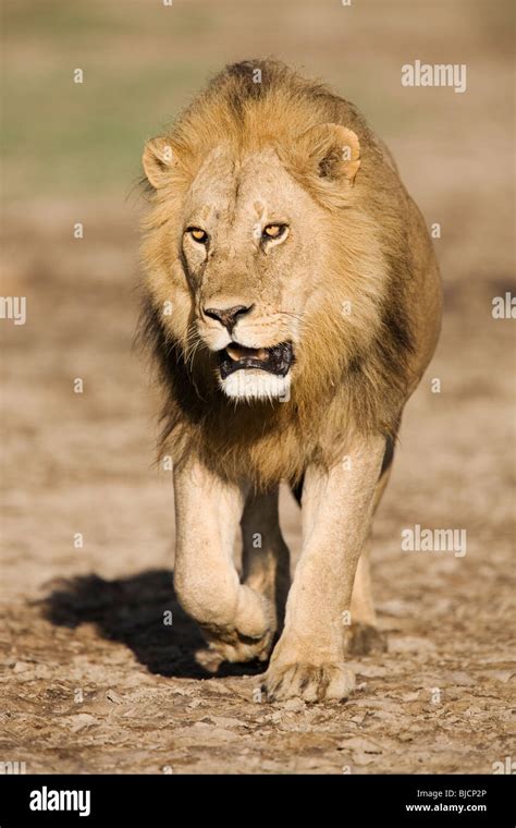 Lion prowling hi-res stock photography and images - Alamy