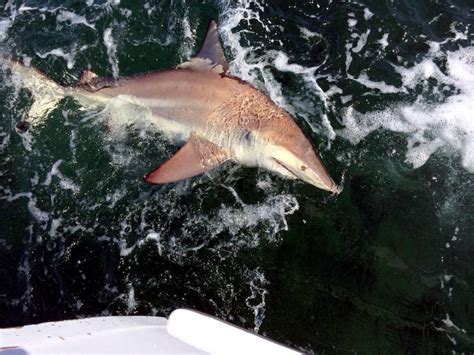 Spinner Shark – "OCEAN TREASURES" Memorial Library