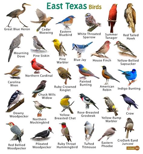 List of Common Birds Found in Texas – Facts with Pictures