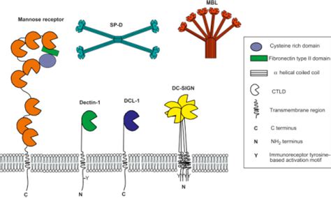 Structural representation of C-type lectin proteins. Ma | Open-i