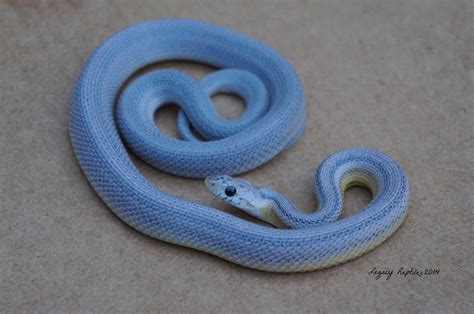 Beautiful blue corn snake! | Corn snake, Baby snakes, Pet snake