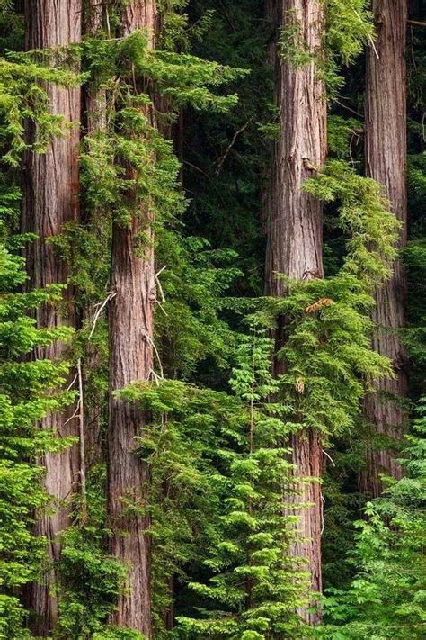 redwood trees Beautiful Forest, Beautiful Ocean, Beautiful World ...