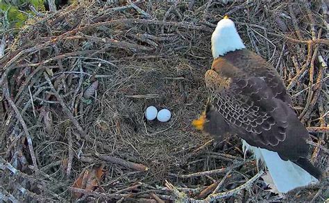 Bald Eagle Eggs: Appearance, Egg-Laying, Incubation, and Egg-Hatching - Avian Report